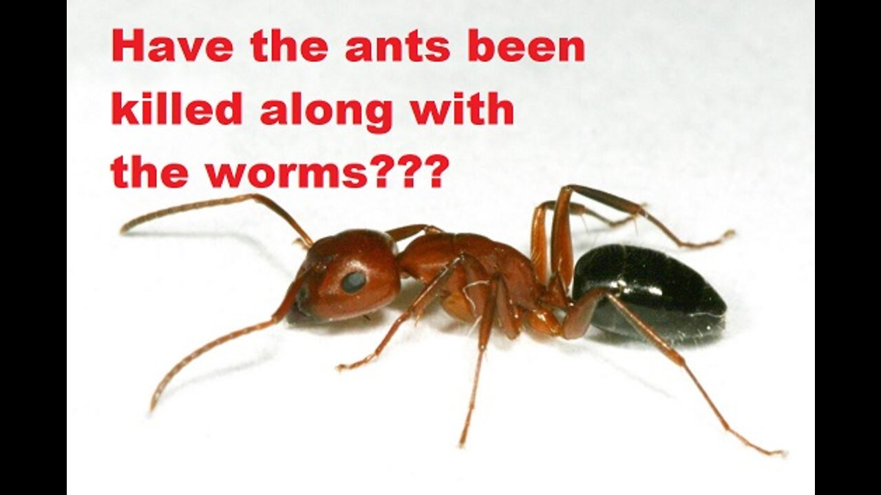 The ants are gone to!