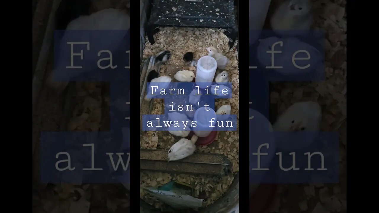 our power was out for ~ 8 hours #shorts #video #homestead #farm #chicks #rain #loss #gloomy #cold