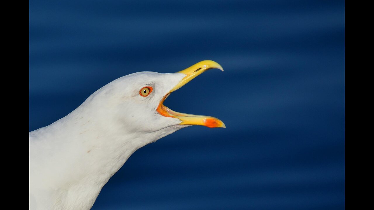 Seagulls