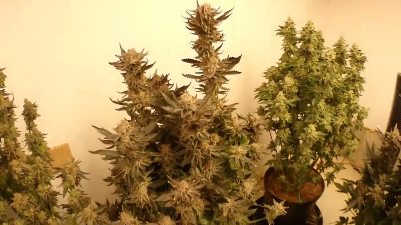 GSC Chop Harvest & Hang