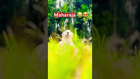 No Visual or Audio Filters #ghost #maharaja #goldenretriever #shortscreator