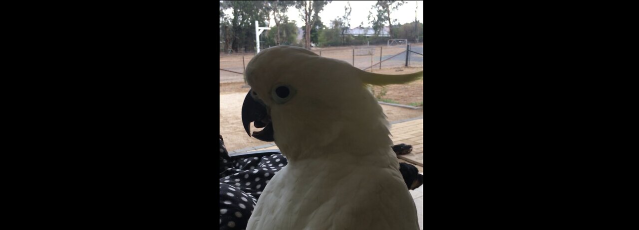 George the Yellow Crested Cockatoo.