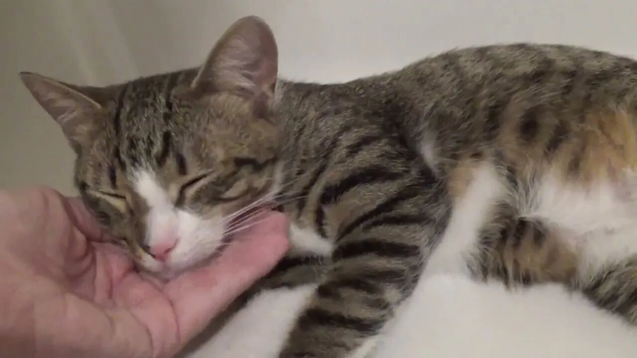 Affectionate Little Cat