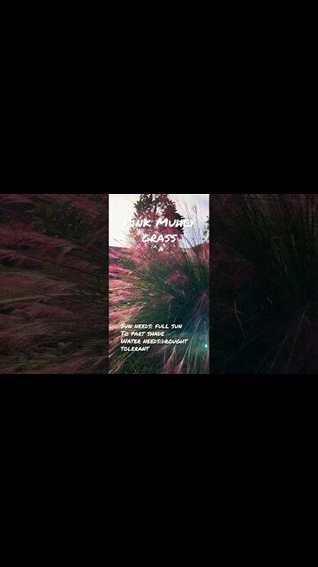 Muhlenbergia capillaris