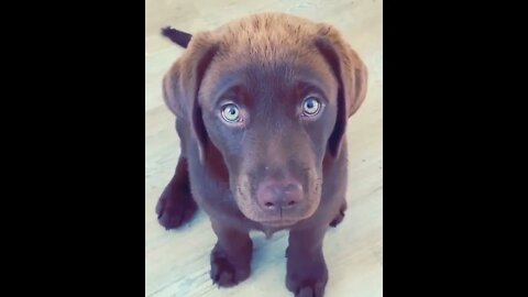 WHY.ARE.YOU.SO.CUTE??? #Puppy #Dogs #Shorts #Puppyvideo #Shortvideo #dog #doglover #cutedog #puppylo