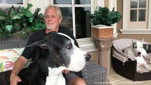 Great Danes Love To Sit and Watch Peaceful Rain