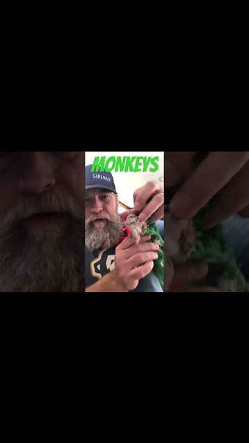 Things Dasher Destroyed #shorts #monkey #dog #chewtoy #dasher