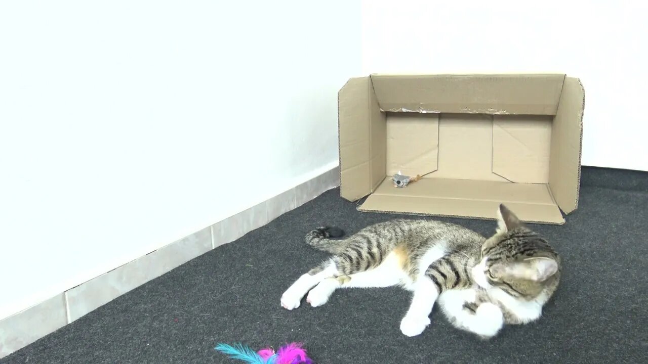 Cat Paw Hygiene