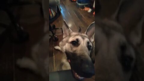 we got a snoot you want some sauce