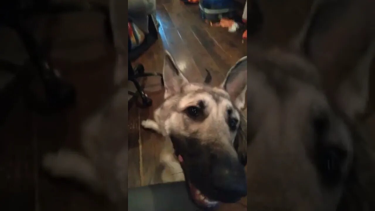 we got a snoot you want some sauce