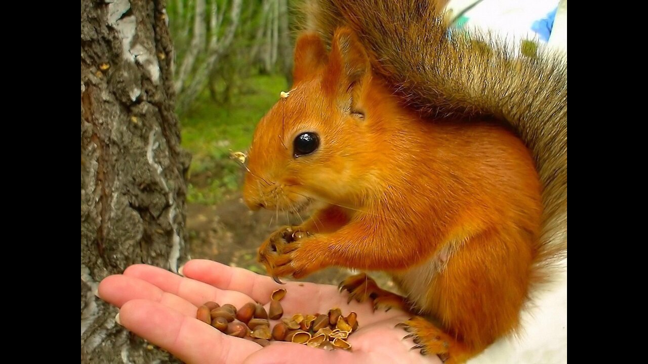 Squirrel eats with his hands