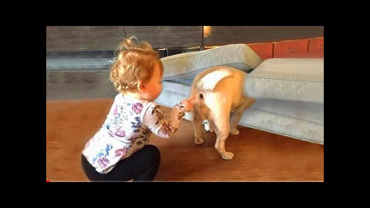 World Best Funniest🤑 Cat vs animal vs Kid 😃 Entertainment Don't Try Laughing 🤣 2024 clips 🫡