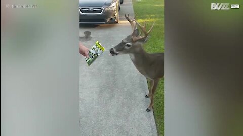 Un cerf s'invite à la réception d'un mariage