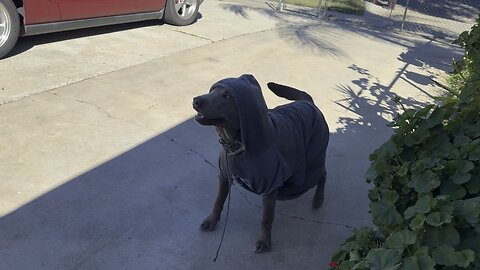 Dog with a hoodie fetches ball