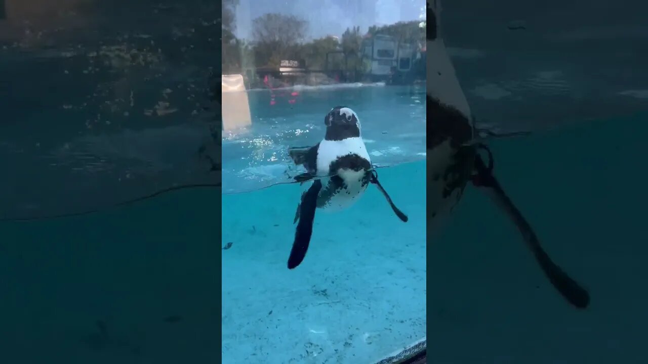 Busch Gardens 🐧 penguins! #shorts #Buschgardens #timelapse #penguin