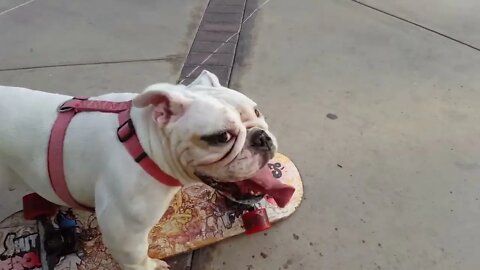 Time for some Bulldog Skateboarding - Part 2