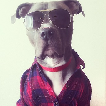 This dog poses for pictures!