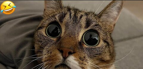 Funny animal videos | cute | fail