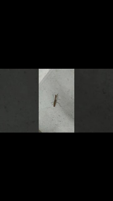 Praying Mantis in Parking Garage at FMC/AKA. West Philly