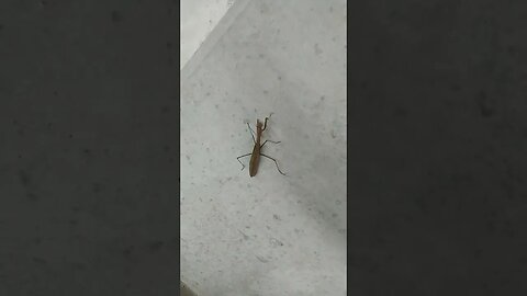 Praying Mantis in Parking Garage at FMC/AKA. West Philly