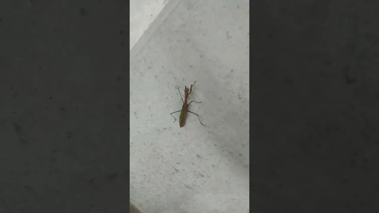 Praying Mantis in Parking Garage at FMC/AKA. West Philly