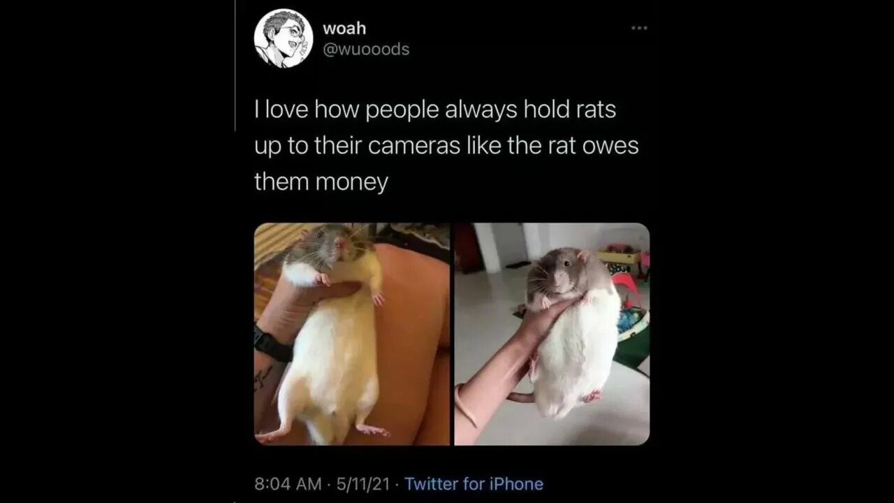 How to hold rats