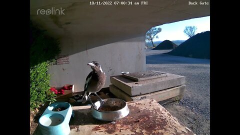 Baby magpies 18:11 7am