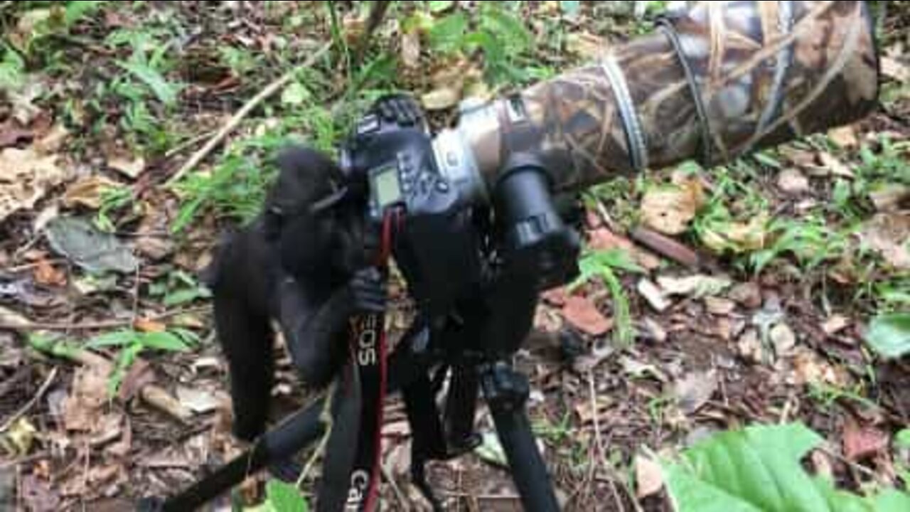 Macaco curioso tenta utilizar máquina fotográfica