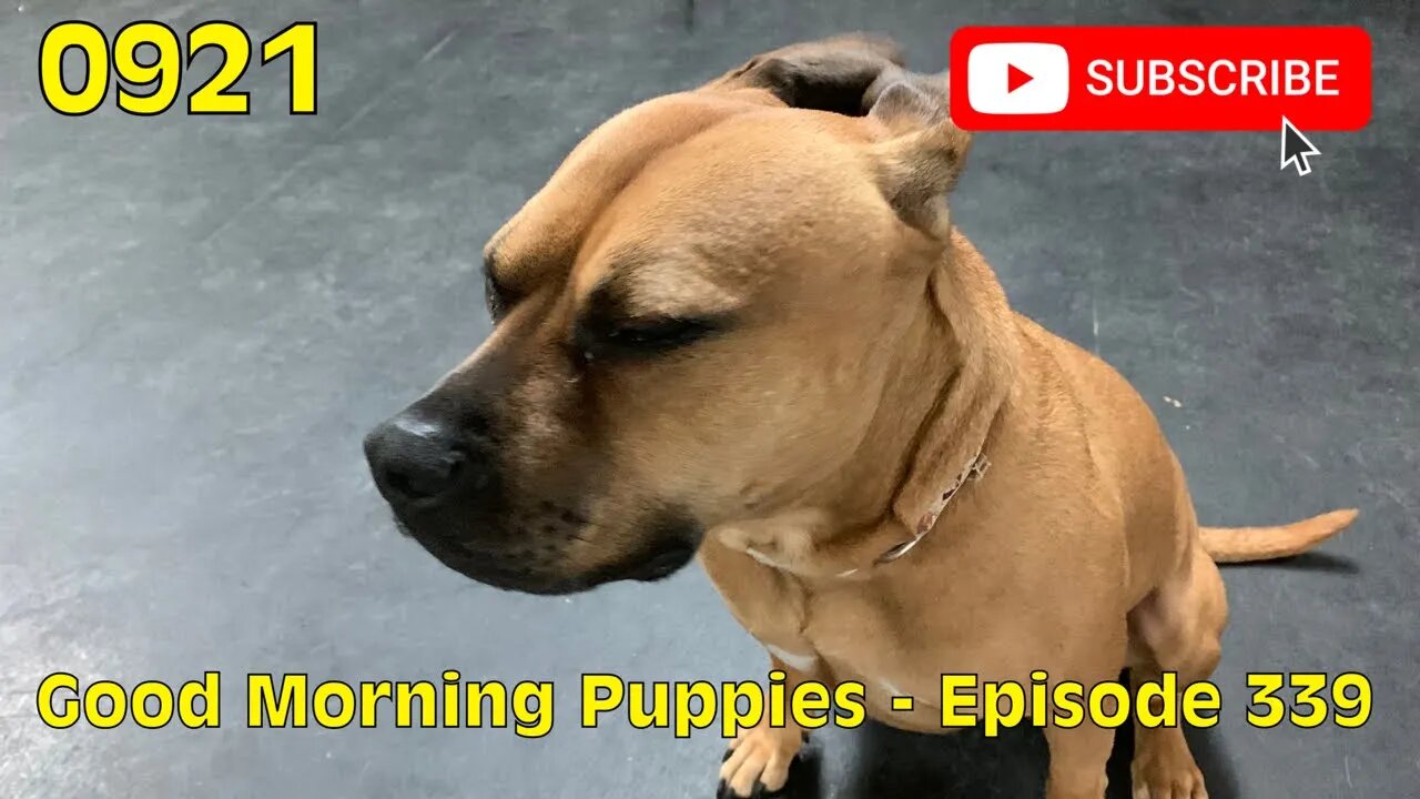 [0921] GOOD MORNING PUPPIES - EPISODE 339 [#dogs #doggos #doggos #puppies #dogdaycare]