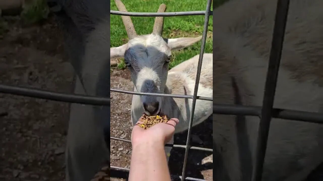 Briarwood Ranch Safari Petting Zoo in Morristown Tennessee #shorts