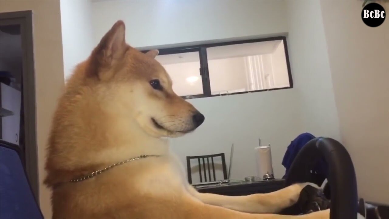 Cute Shiba Inu Dog 🐶 Playing PC Games With Owner