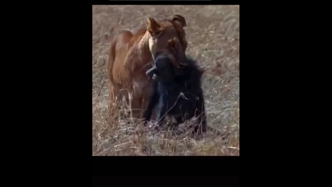 LION KILLING A MONKEY|||