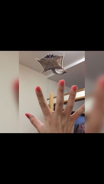 "Discover How a Sugar Glider Learns to Fly 🤔?"Shorts