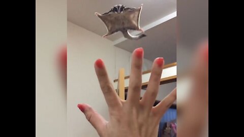 "Discover How a Sugar Glider Learns to Fly 🤔?"Shorts