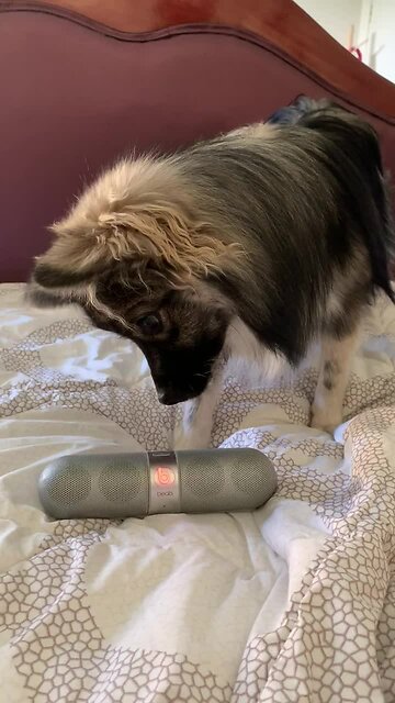 Excited Puppy Absolutely Loves Listening To Music