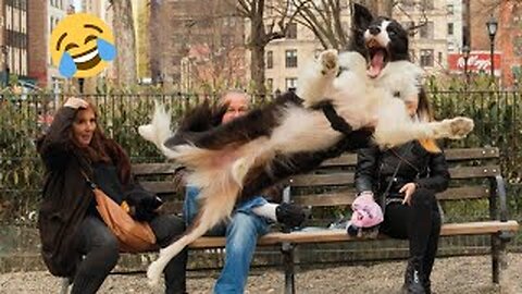 Funniest Cats And Dogs Videos 😁 - Best Funny Animal Videos 🥰