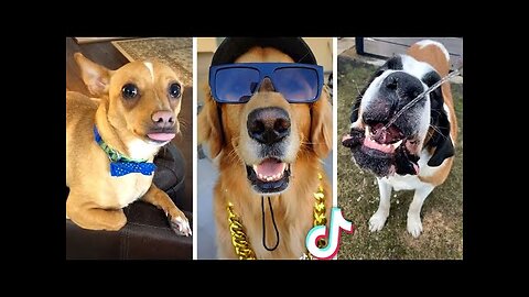 🥰 Funniest ANIMAL 🐕 Videos Ever!! 😹 Best Compilation of Funny PETS #short #pets