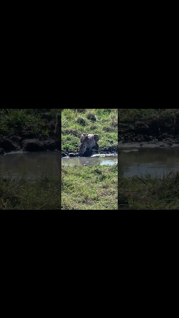 Thirsty cheetah #shorts | #ShortsAfrica | #Augdailyshorts