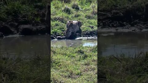 Thirsty cheetah #shorts | #ShortsAfrica | #Augdailyshorts