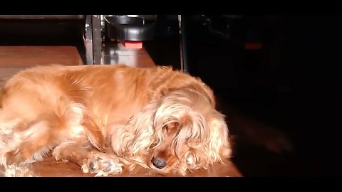 #dogshow , #animals , #dogs
