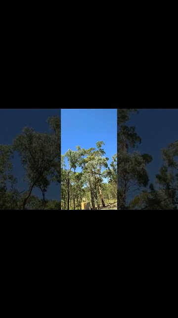 Blue sky and gum trees 13th November 2022
