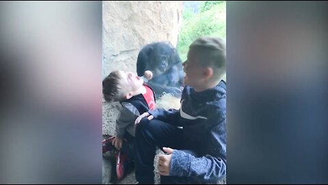 Gorilla And Human Kids Interaction