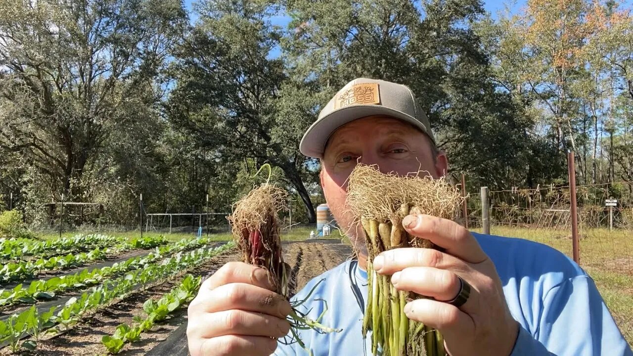 Hoss Tools onion starts vs Dixondale onion starts Florida gardening zone 9