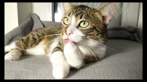 Cat Photography