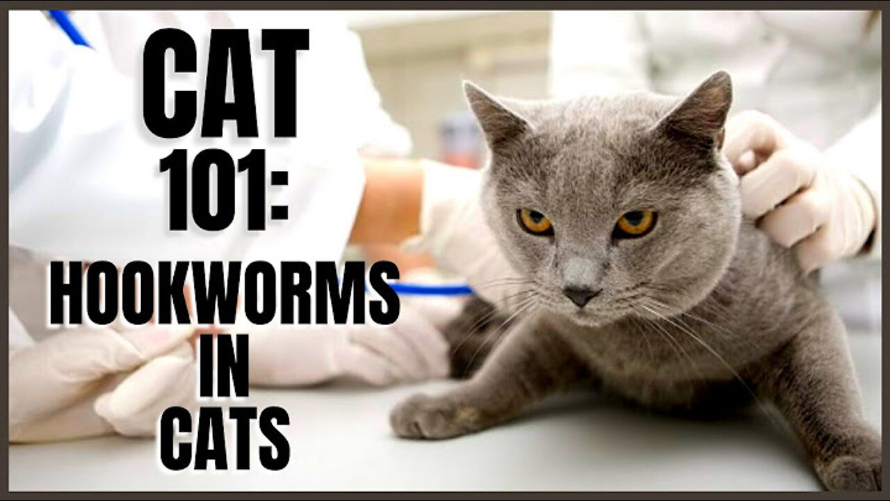 Hookworm in cats