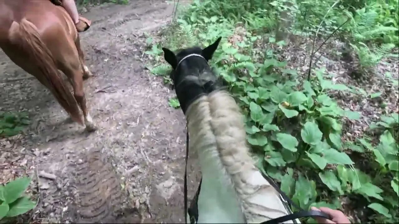 Reggie follows along on trail ride