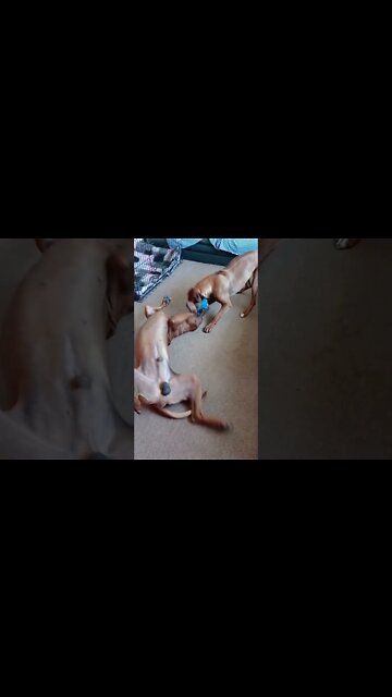 A "Lazy" Game For Rhodesian Ridgebacks