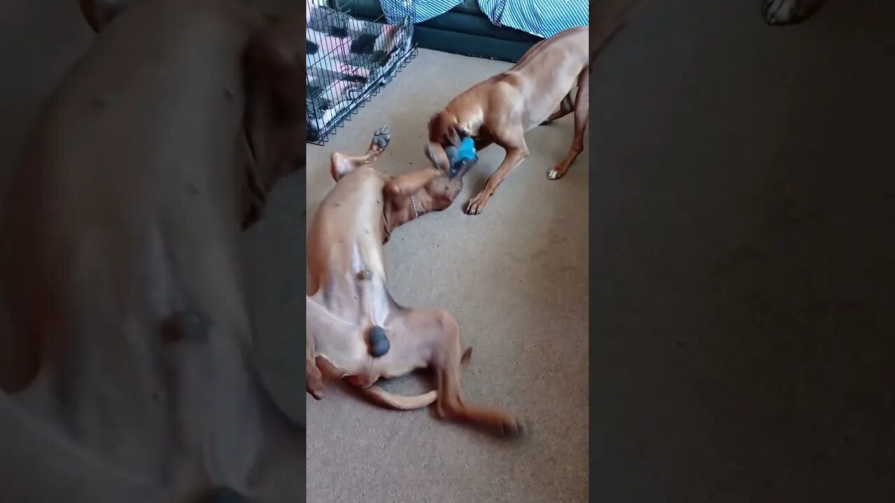 A "Lazy" Game For Rhodesian Ridgebacks