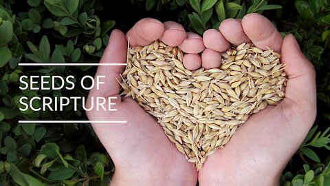 Proverbs 4 - Seeds of Scripture