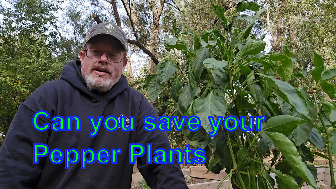 Can you save your Pepper Plants for Next Year